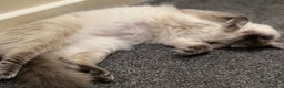 Ragdoll cats for sale:  Rehoming Ragdoll Cats. Indoor Homes Onlyz  - Advert 12