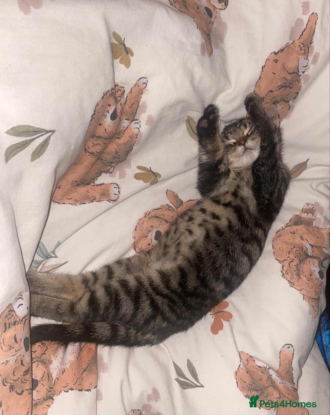 Mixed Breed cats for sale: 🌟 Agnes – A Tiny Girl With the Biggest Soul 🌟 - Advert 3