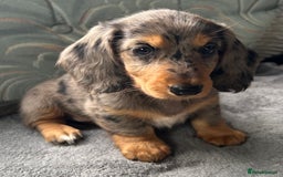Dachshund dogs for sale: LONG HAIRED  KC REG  DACHSHOUNDS - Image 4