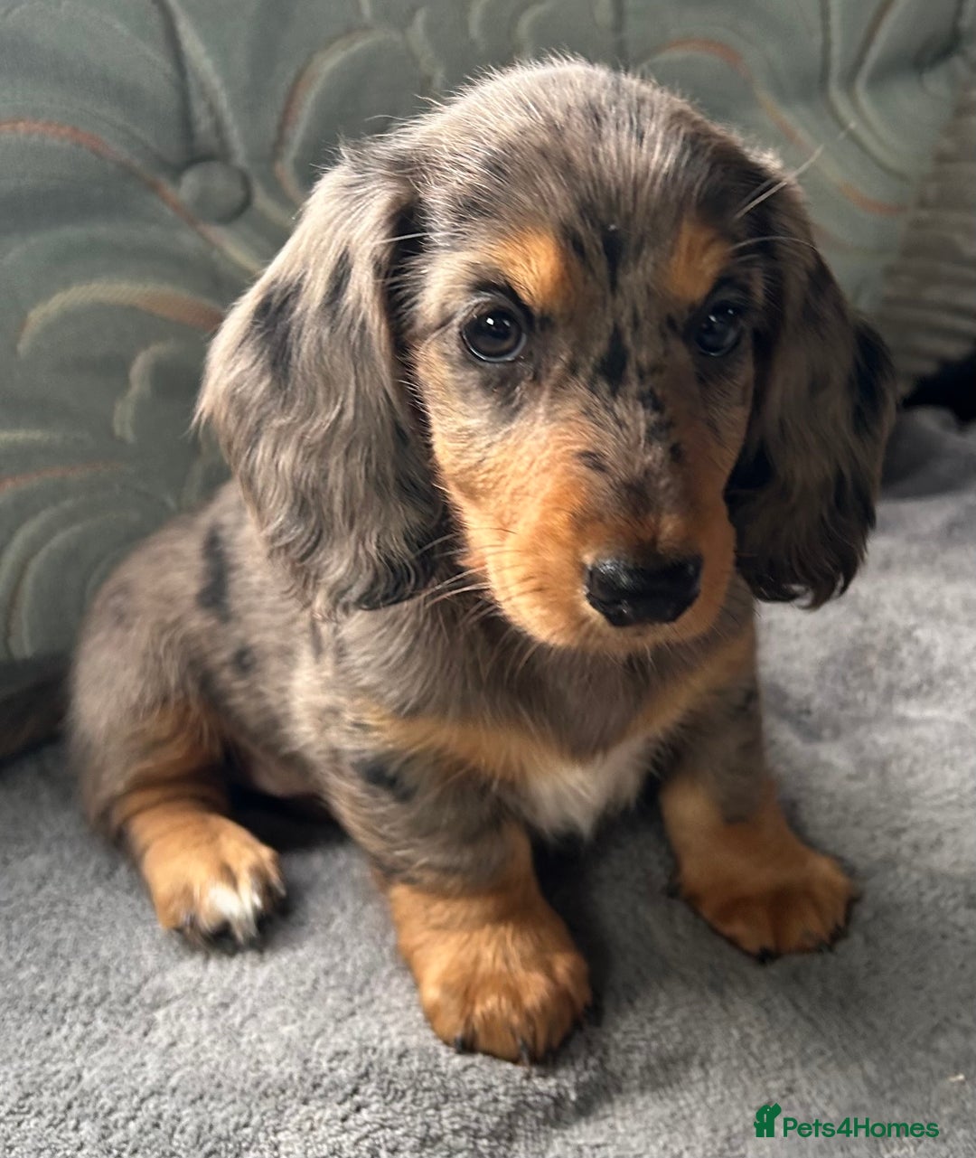Dachshund dogs for sale: LONG HAIRED  KC REG  DACHSHOUNDS - Image 4