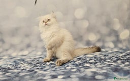 British Longhair cats for sale: Excellent Scottish straight Highland Kittens - Image 28