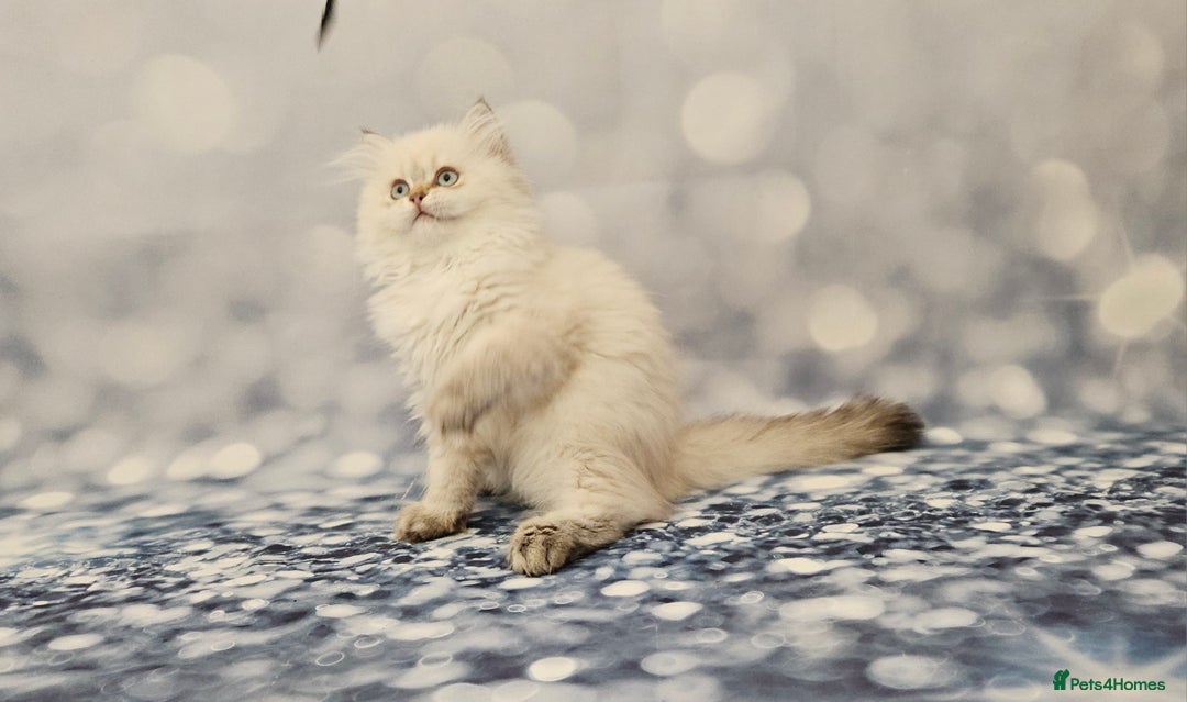 British Longhair cats for sale: Excellent Scottish straight Highland Kittens - Image 28