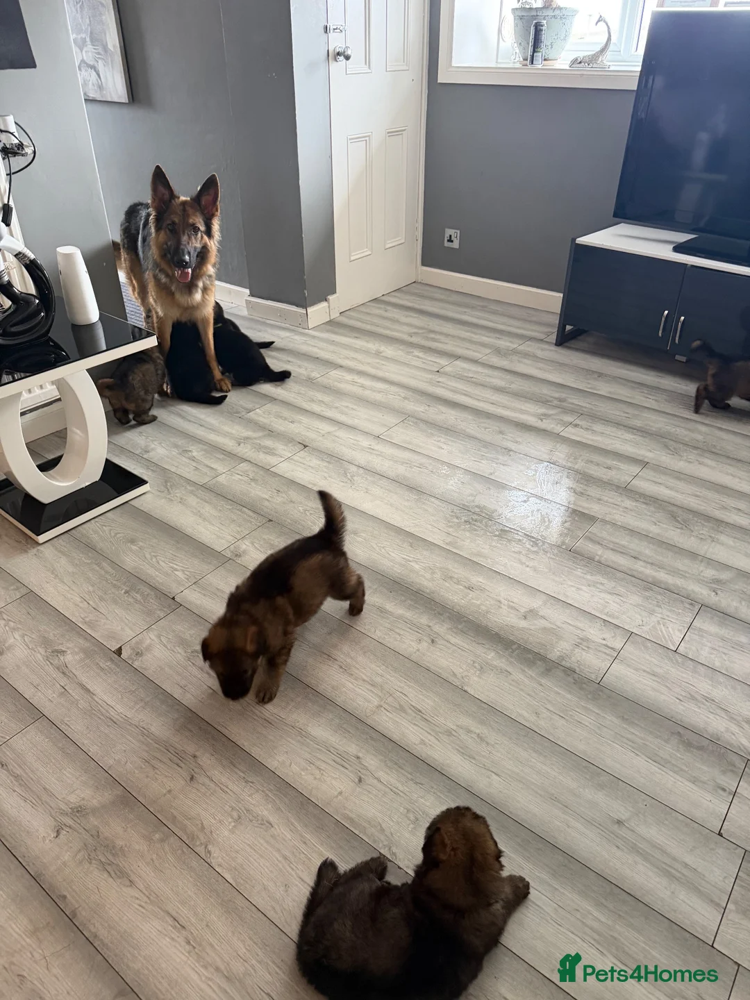 German Shepherd dogs for sale: Glenconner German Shepherds  - Advert 2