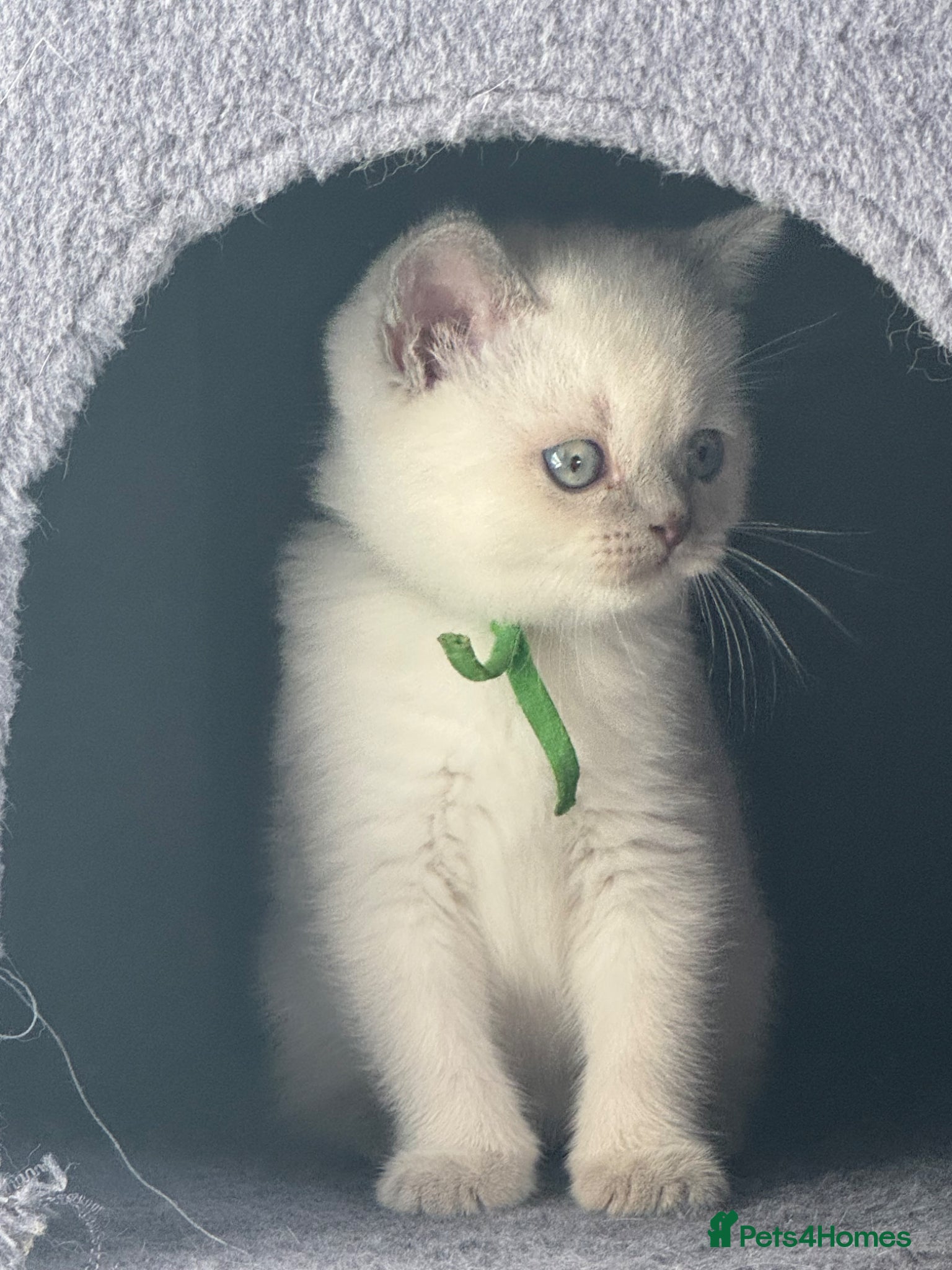 British Shorthair cats Last 2 - GCCF Reg chunky Colourpoints - Advert 2