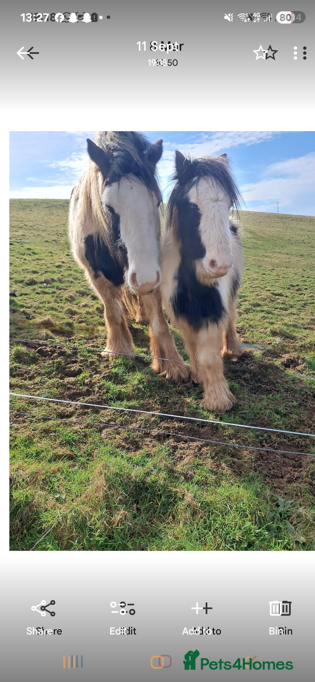 Shire horses for sale: Mini black and white cob - Advert 8