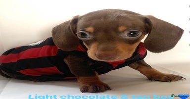 Miniature Dachshund dogs - Advert 3