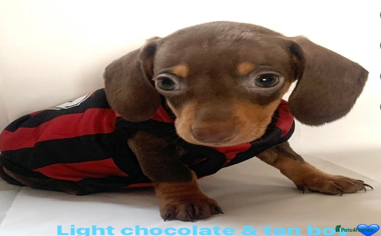 Miniature Dachshund dogs - Advert 3
