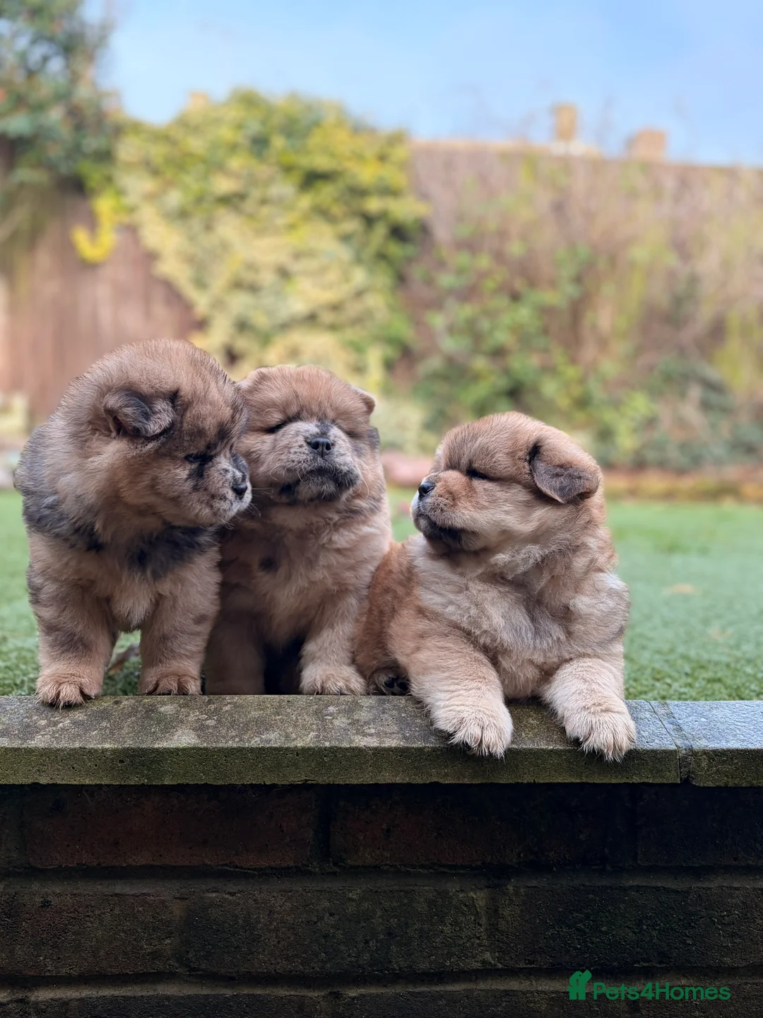 Chow Chow dogs for sale: 2 LEFT Merle Chowchow Puppies  - Advert 3