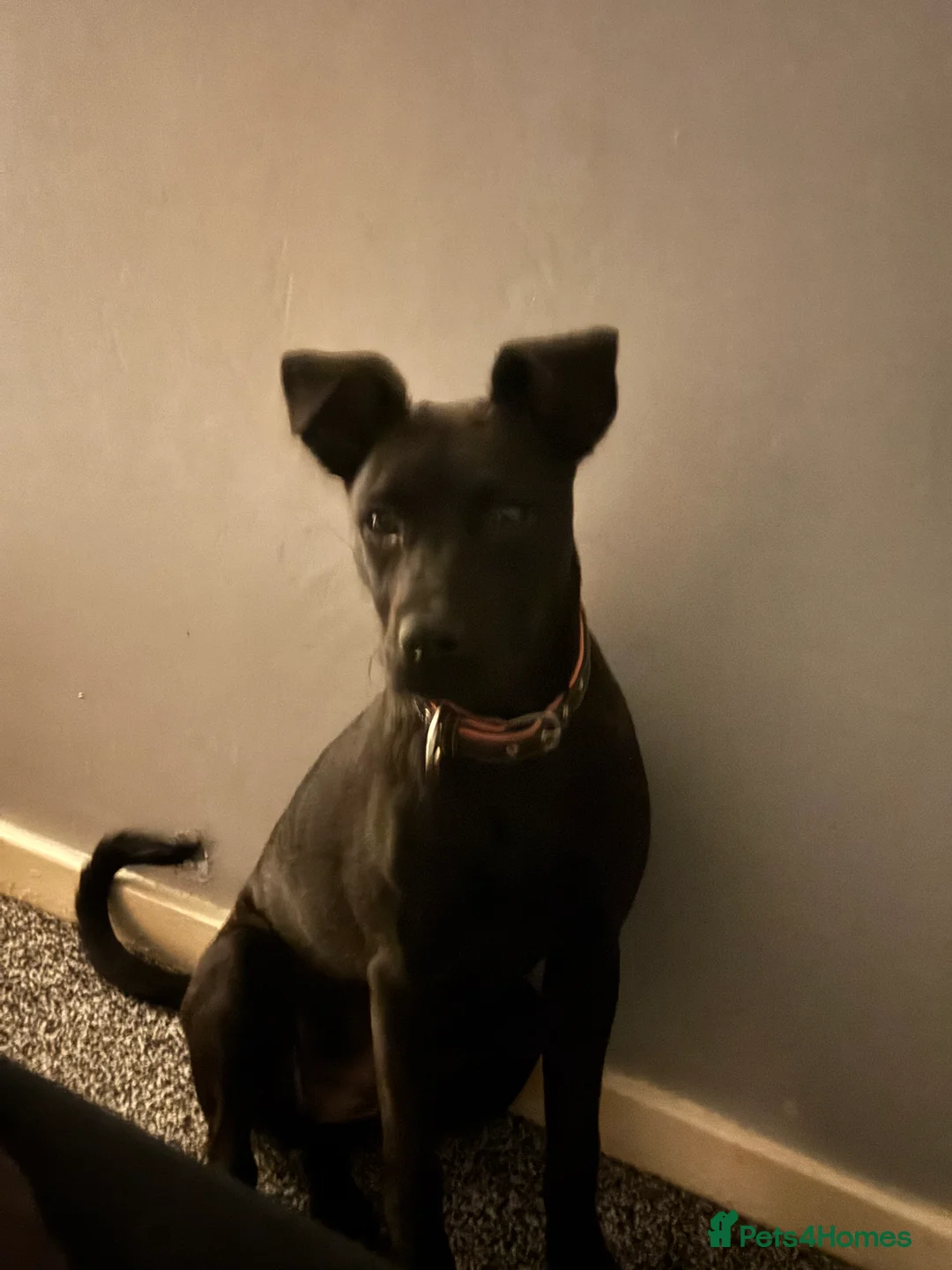 Mixed Breed dogs for sale: Staffy cross Rotwiler - Advert 2