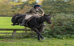English Thoroughbred horses for sale: X2 safe stunning geldings alrounders - Image 27