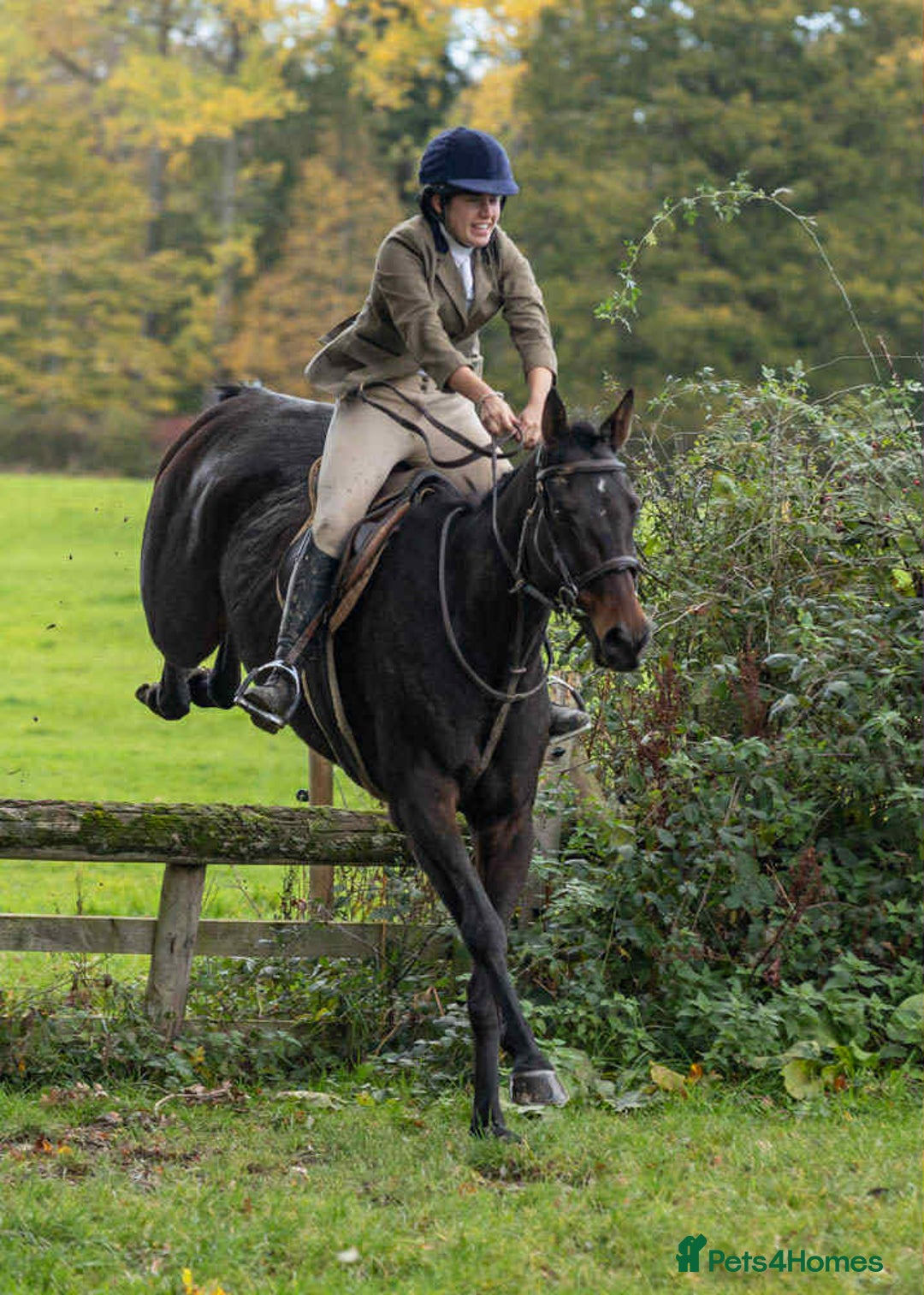 English Thoroughbred horses for sale: X2 safe stunning geldings alrounders - Image 27