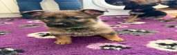 German Shepherd dogs for sale: KC Registered & Bred From Health Tested Parents  - Advert 9