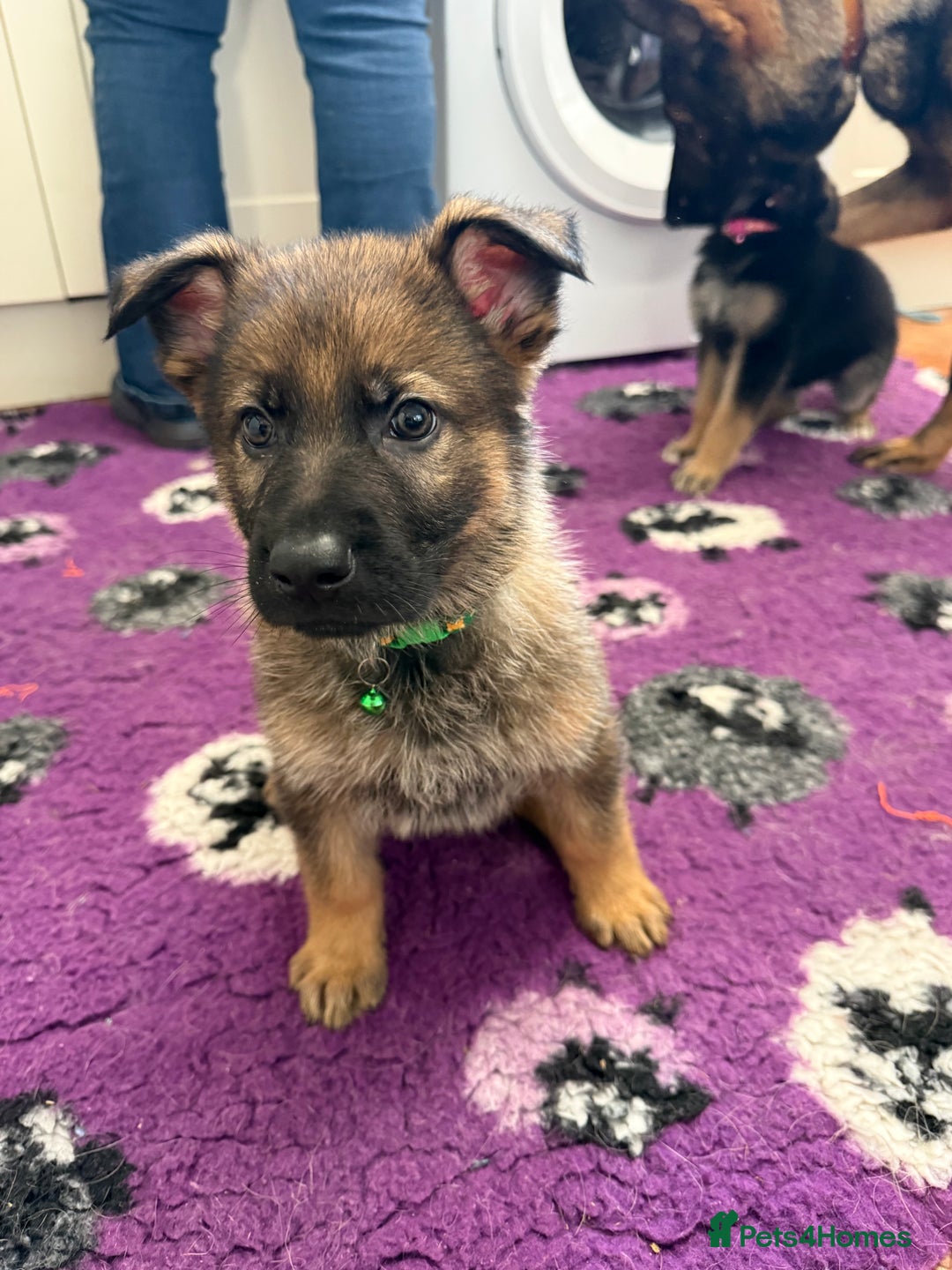 German Shepherd dogs for sale: KC Registered & Bred From Health Tested Parents  - Advert 9