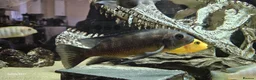 Other/Mixed Breed fish for sale: Assortment of fish  - Advert 30