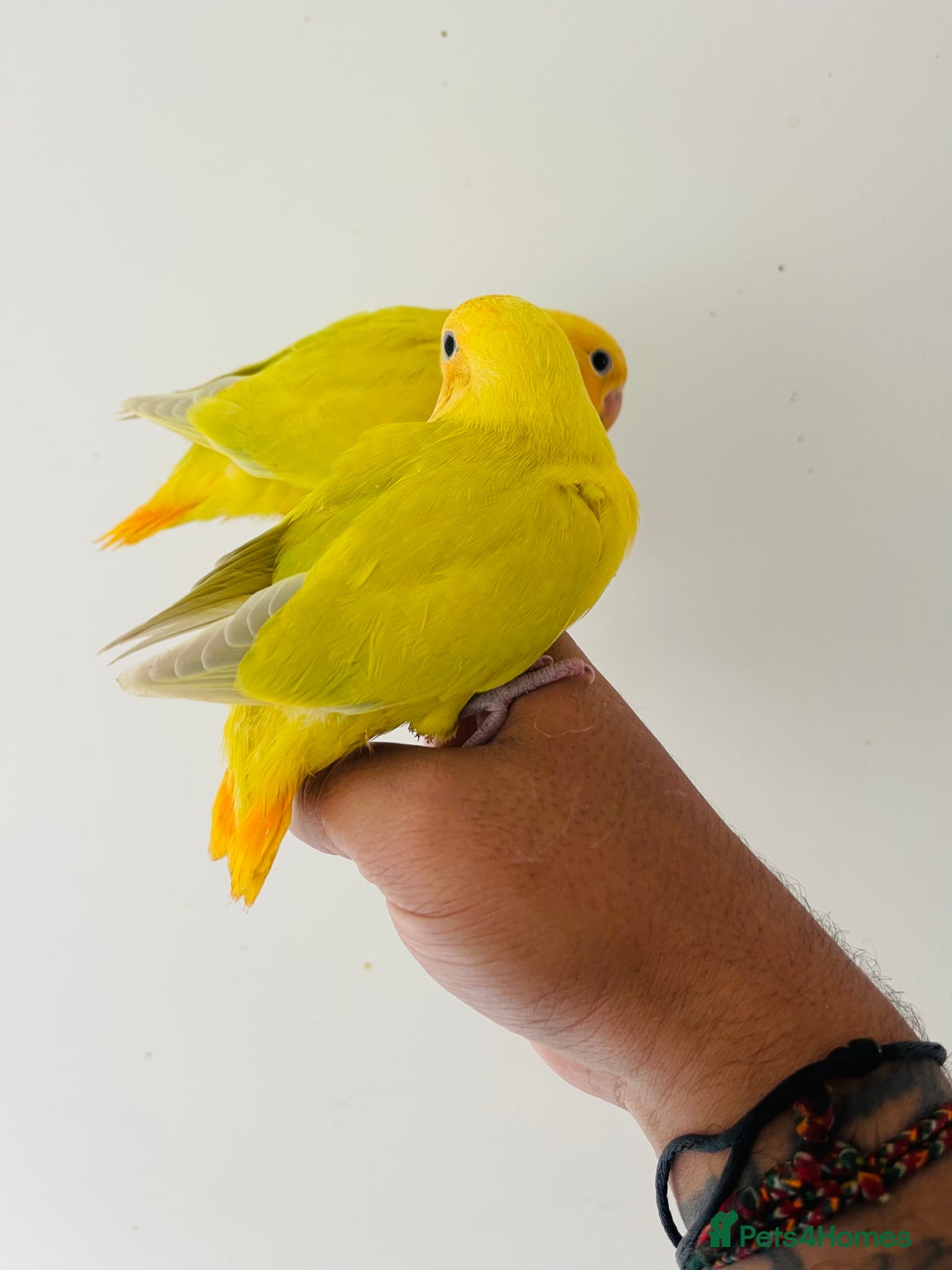 Lovebirds birds for sale: Hand reared lovebirds for sale  - Image 5