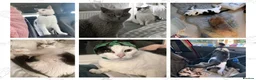 Domestic Shorthair cats for sale: Mouse - looking for her retirement home - Advert 11