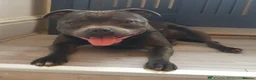 Staffordshire Bull Terrier dogs for sale: Stunning Blue Staffie Pups 🐾 - Advert 10