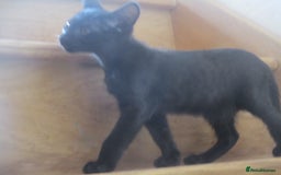 Oriental cats for sale: oriental boy - Image 1