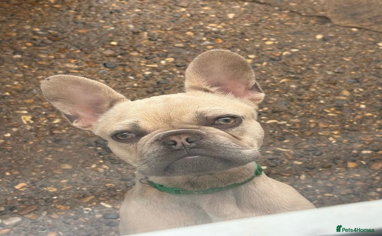 French Bulldog dogs - Advert 4