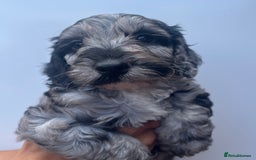 Cockapoo dogs for sale: 1st vac! Extensively health tested F1 cockerpoos   in Goole - Image 4
