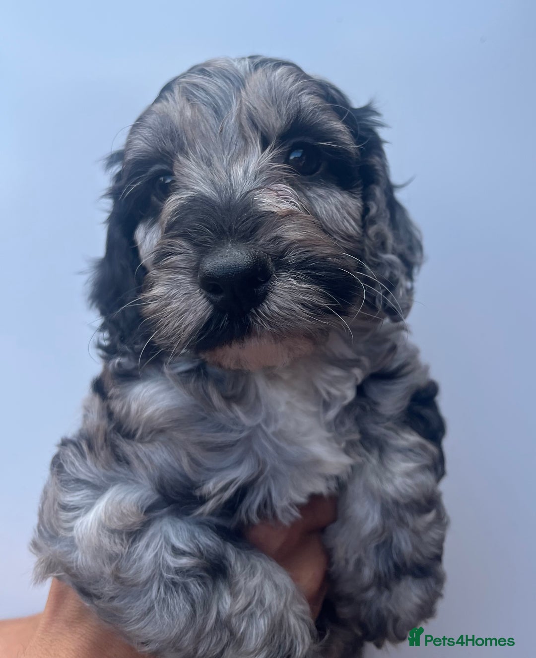 Cockapoo dogs for sale: 1st vac! Extensively health tested F1 cockerpoos   in Goole - Image 4