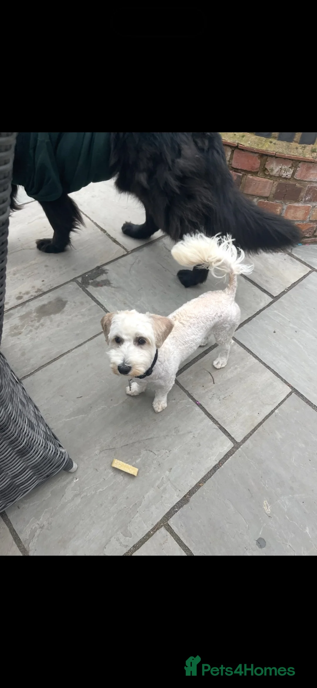 Maltipoo dogs for sale: Gorgeous Maltipoo boy in urgent need of new home. in Leicester - Advert 6