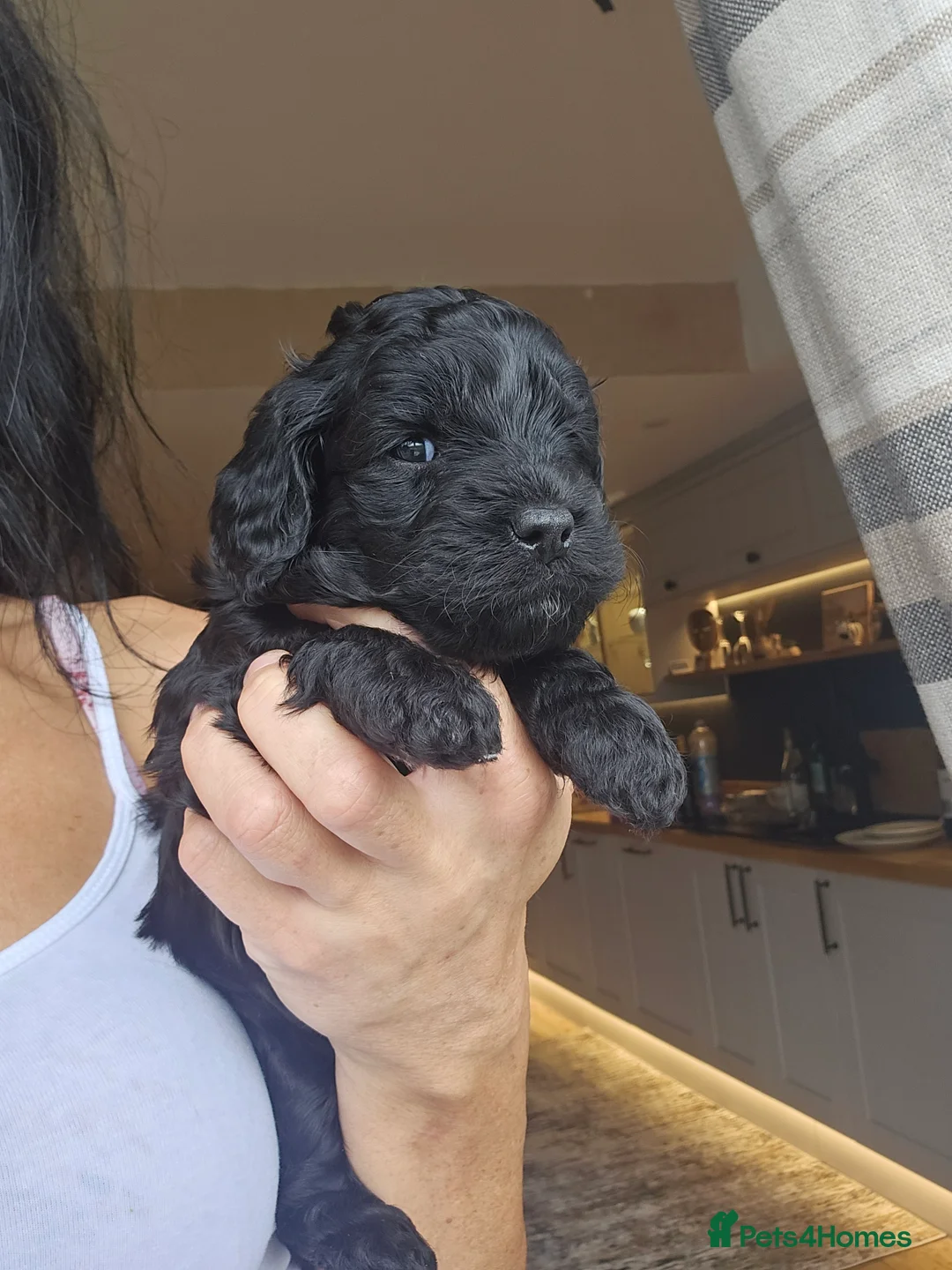 Toy Poodle dogs for stud: Toy poodle stud boy  in Blackburn - Advert 19