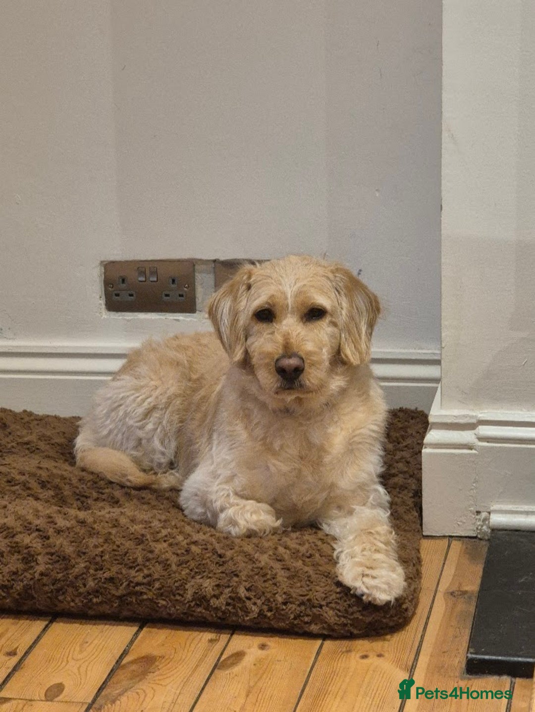 Labradoodle dogs for sale: Maple the Labradoodle - Advert 3