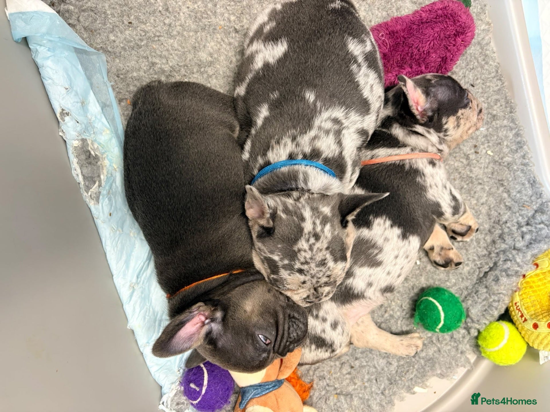 French Bulldog dogs Beautiful Frenchie Puppies Looking 4 Loving Home - Advert 23
