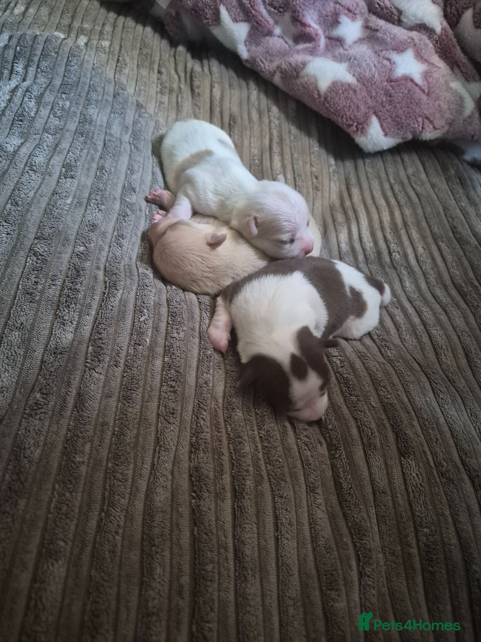 Chihuahua dogs 3 beautiful chihuahua puppy's  - Advert 8