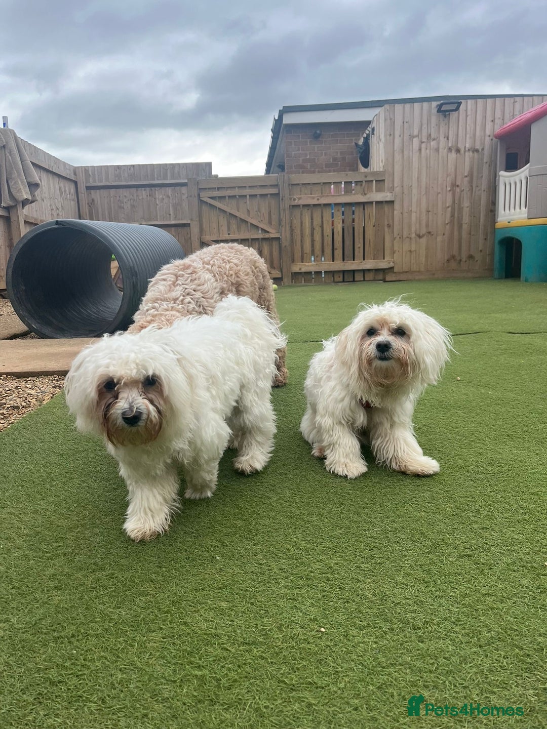 Bichon Frise dogs for sale: Two small Bichon Frise ready for their new home - Image 5