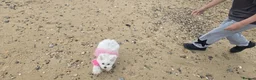 Maltese dogs for sale: Beautiful miniature female - Advert 11