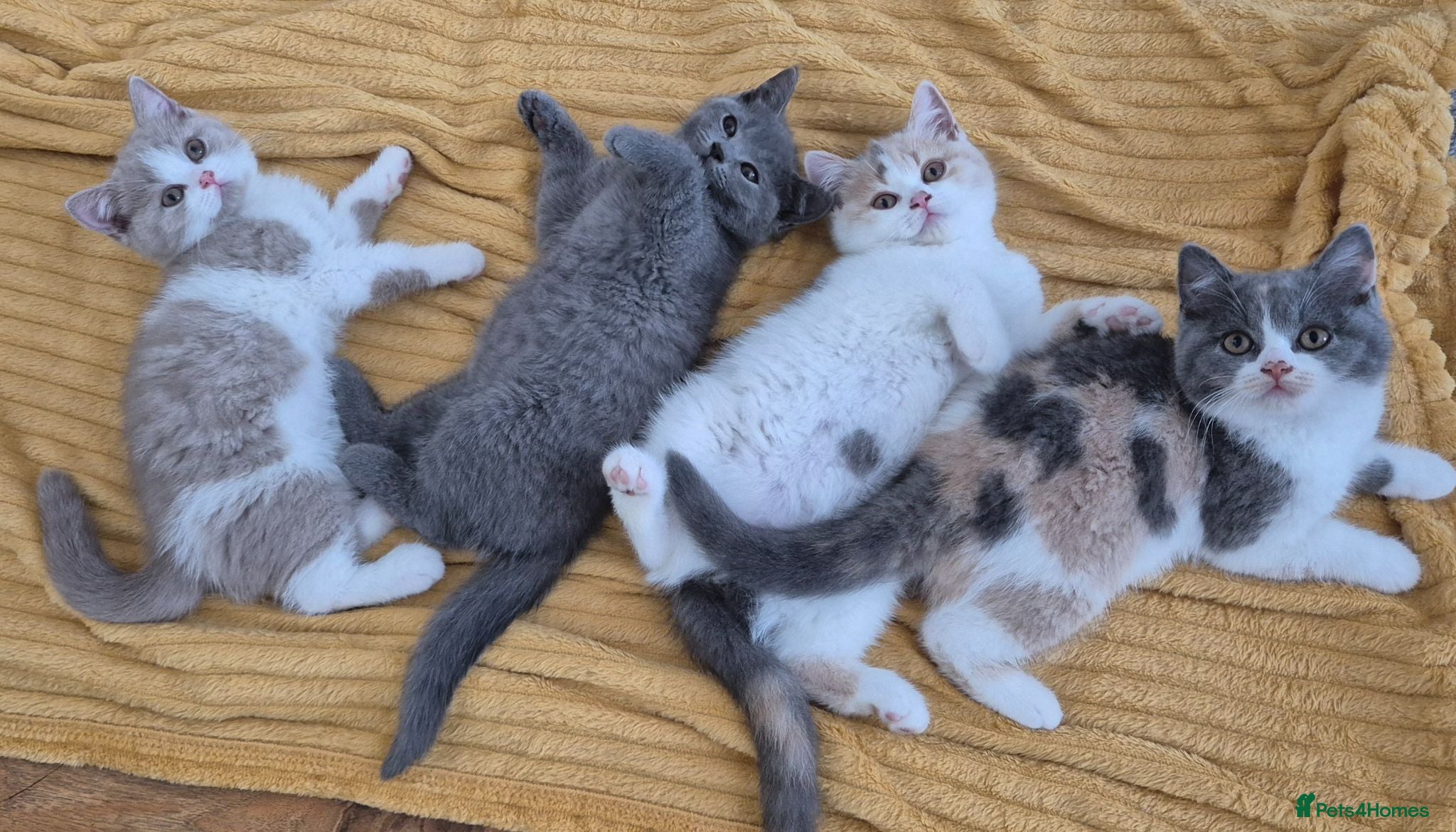 British Shorthair cats  From GCCF parents with champions in line,BSH  - Advert 2