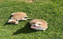 Welsh Corgi Pembroke dogs for sale: Welsh Pembroke corgi puppies - Image 4