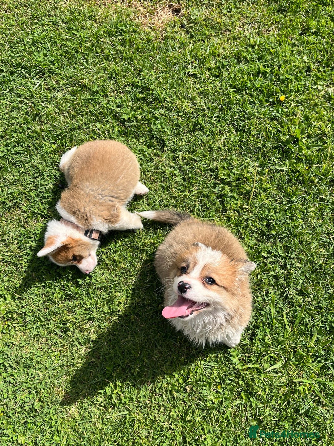 Welsh Corgi Pembroke dogs for sale: Welsh Pembroke corgi puppies - Image 4