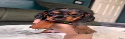 Miniature Dachshund dogs for sale: 6 cute miniature dachshund pupps available  - Advert 15