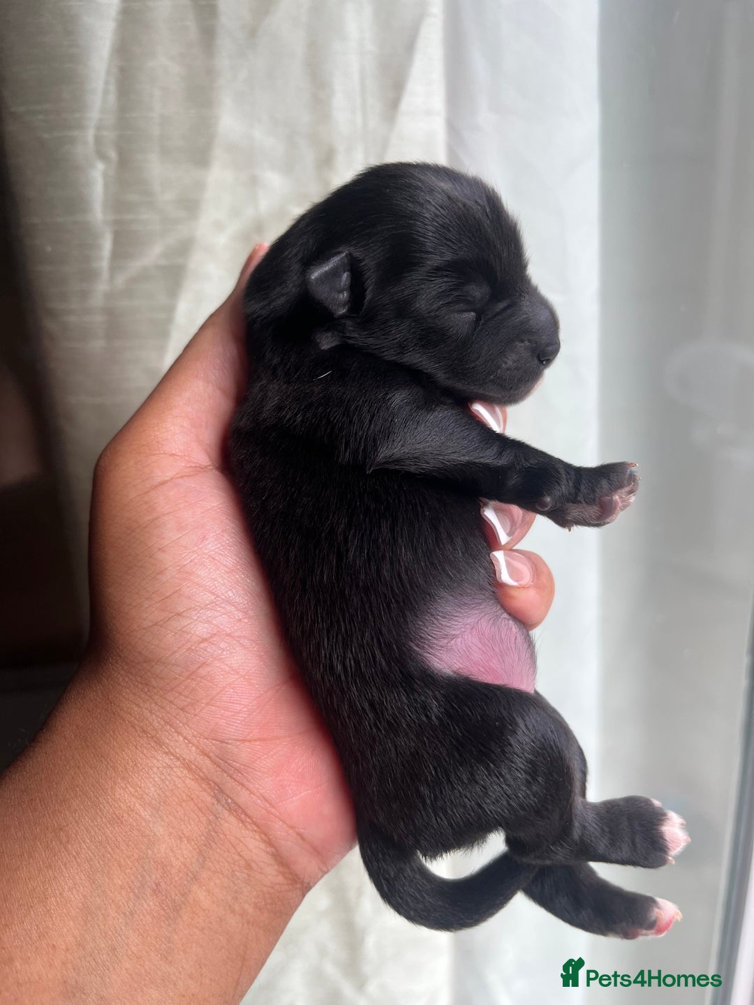 Mixed Breed dogs for sale: Jack Russel x Chow Chow Mix Puppies for Sale  - Image 13