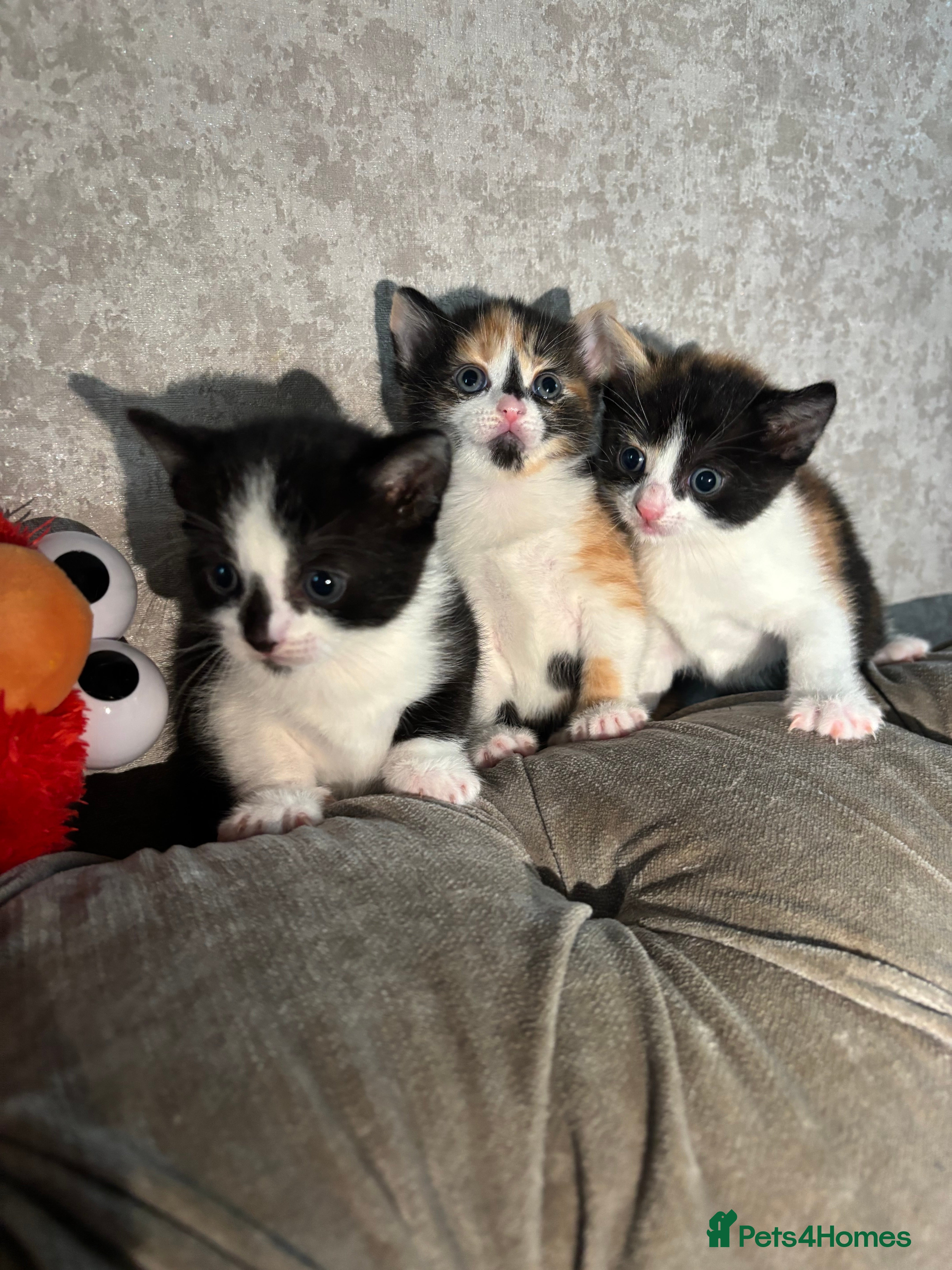 Mixed Breed cats 3 Gorgeous Kittens - Advert 2
