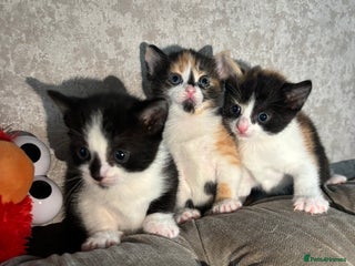 Mixed Breed cats 3 Gorgeous Kittens - Advert 2