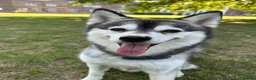 Pomsky dogs for stud: ✨ Handsome F2 Pomsky Stud Available ✨ - Advert 2