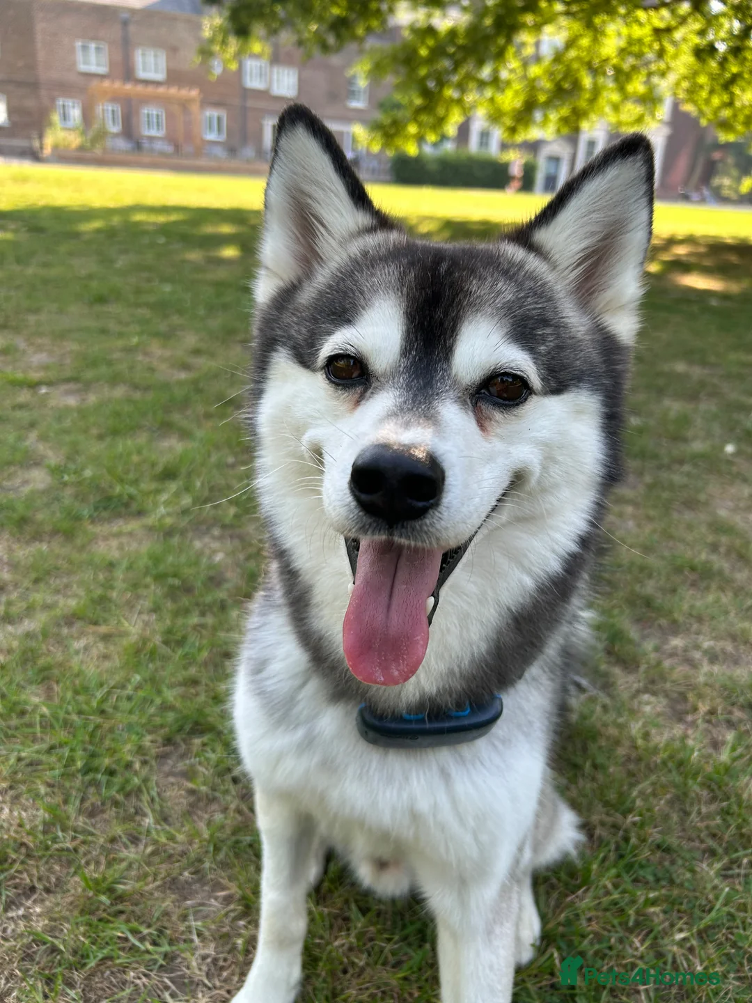Pomsky dogs for stud: ✨ Handsome F2 Pomsky Stud Available ✨ - Advert 2