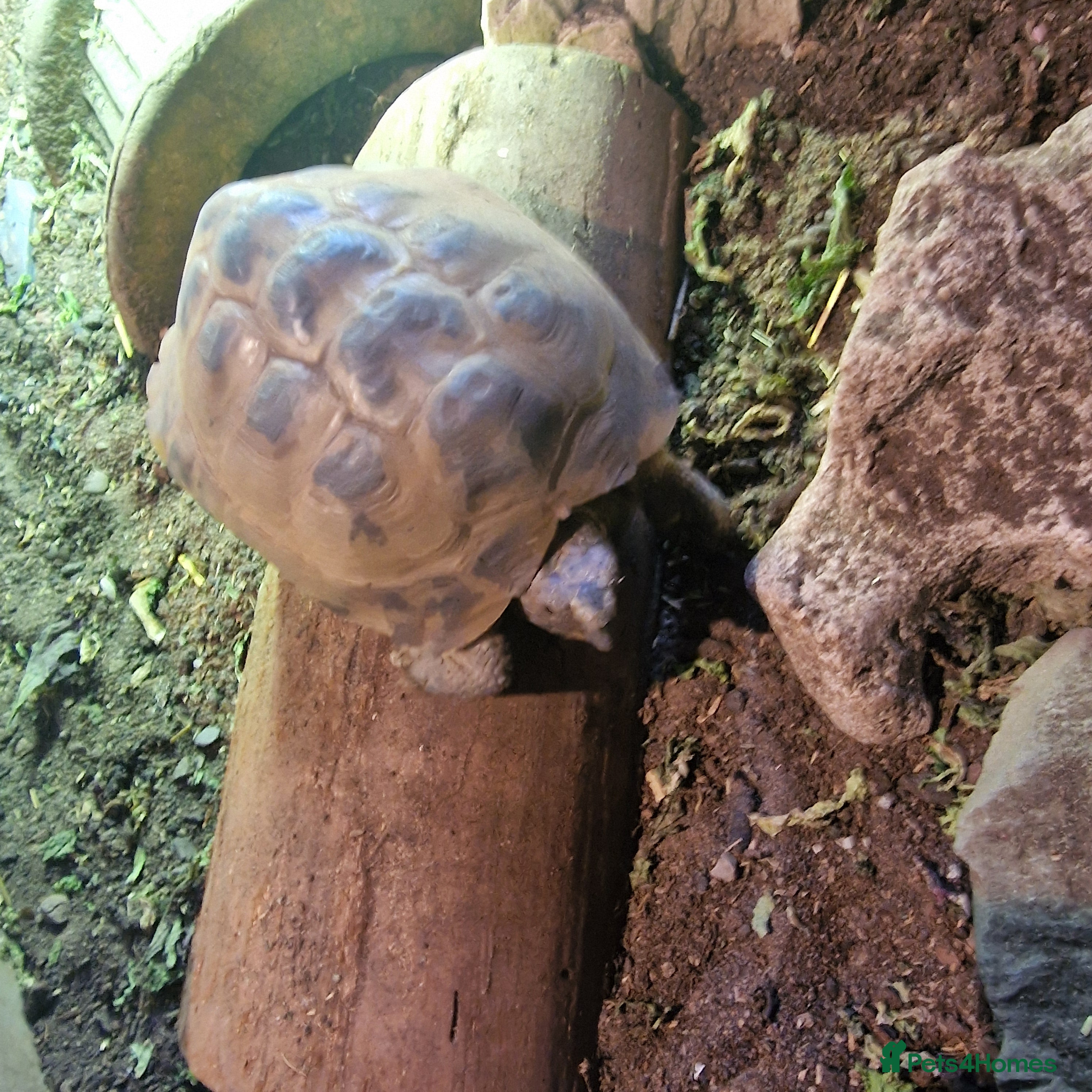 Tortoise reptiles Female tortoise  - Advert 1