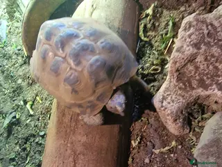 Tortoise reptiles Female tortoise - Advert 1