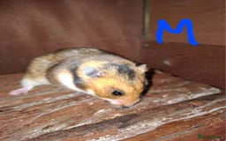 Hamster rodents for sale: Syrian hamsters - Image 1