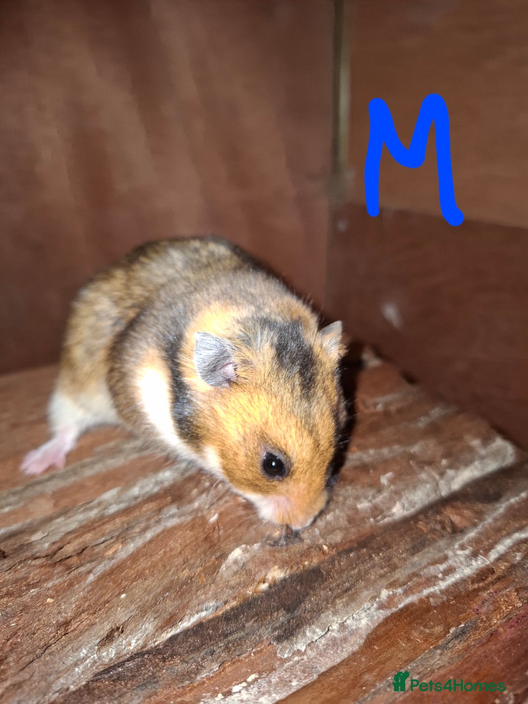 Hamster rodents for sale: Syrian hamsters - Image 1