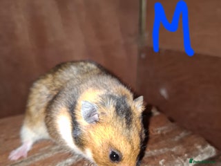 Hamster rodents Syrian hamsters - Advert 7