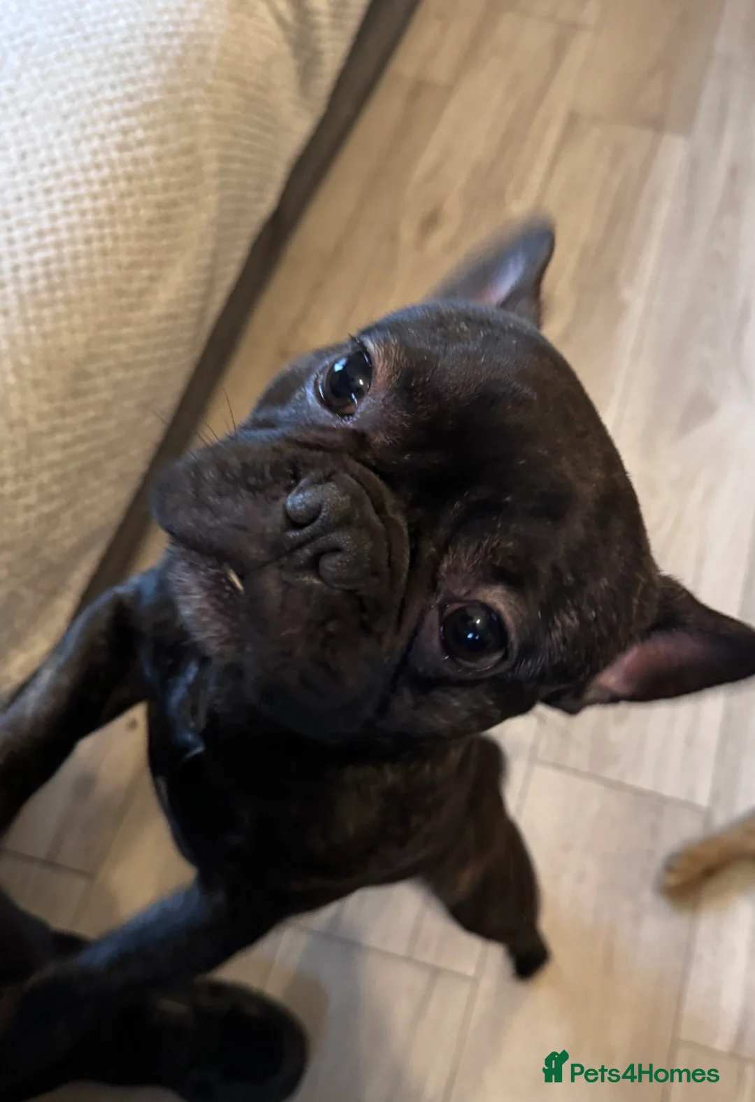 French Bulldog dogs for sale: French bulldog  - Advert 2