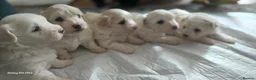 Bichon Frise dogs for sale: Bichon Maltese - Advert 3