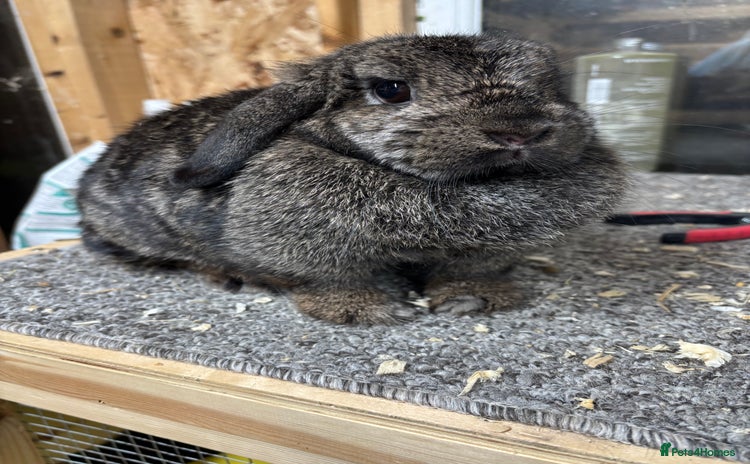 Mini Lop rabbits - Advert 1