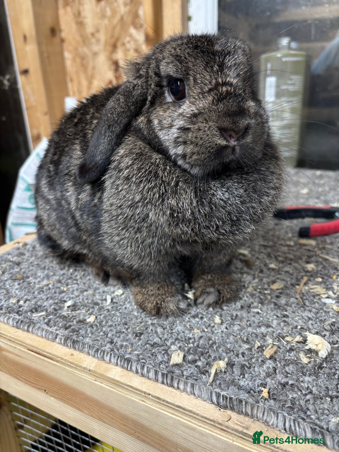 Mini Lop rabbits for sale: Steel BRC Minilop doe  - Image 1